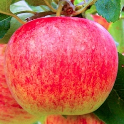 Яблоко (вес) Гала Россия