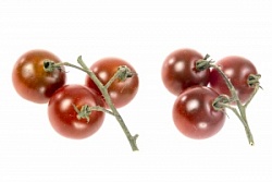 Томат Черри (вес) Черный на ветке Россия