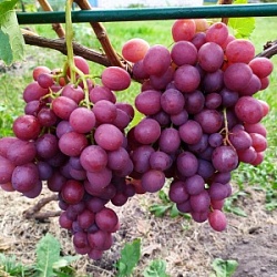 Виноград (вес) Ливия розовый Крым